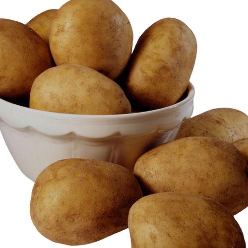 Rotmos med fläsklägg