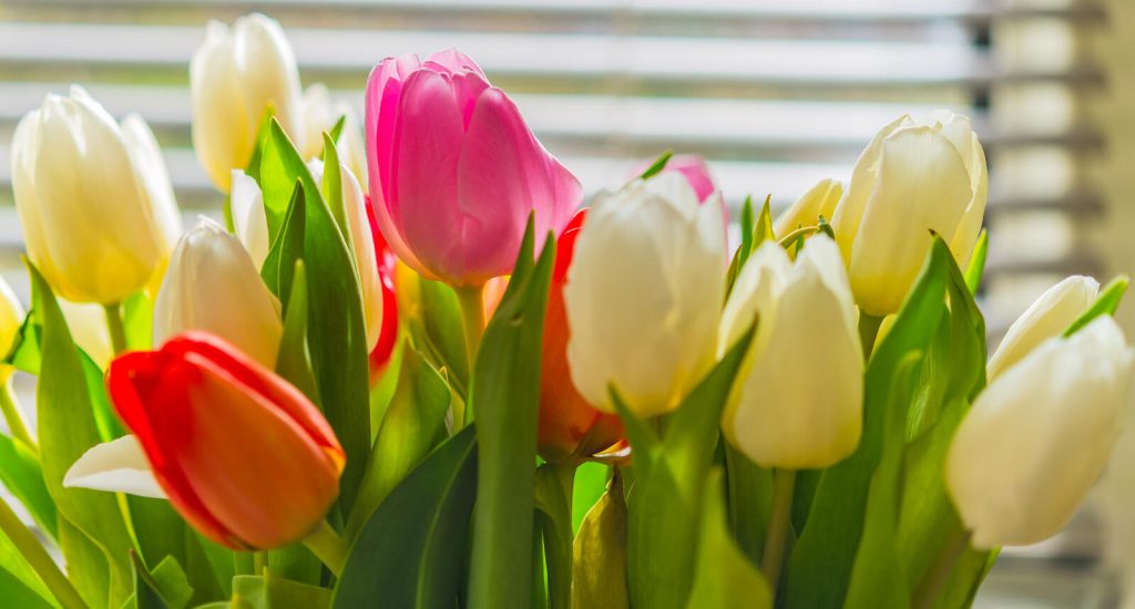 Tulpaner trivs bäst svalt. Foto: Bigstock