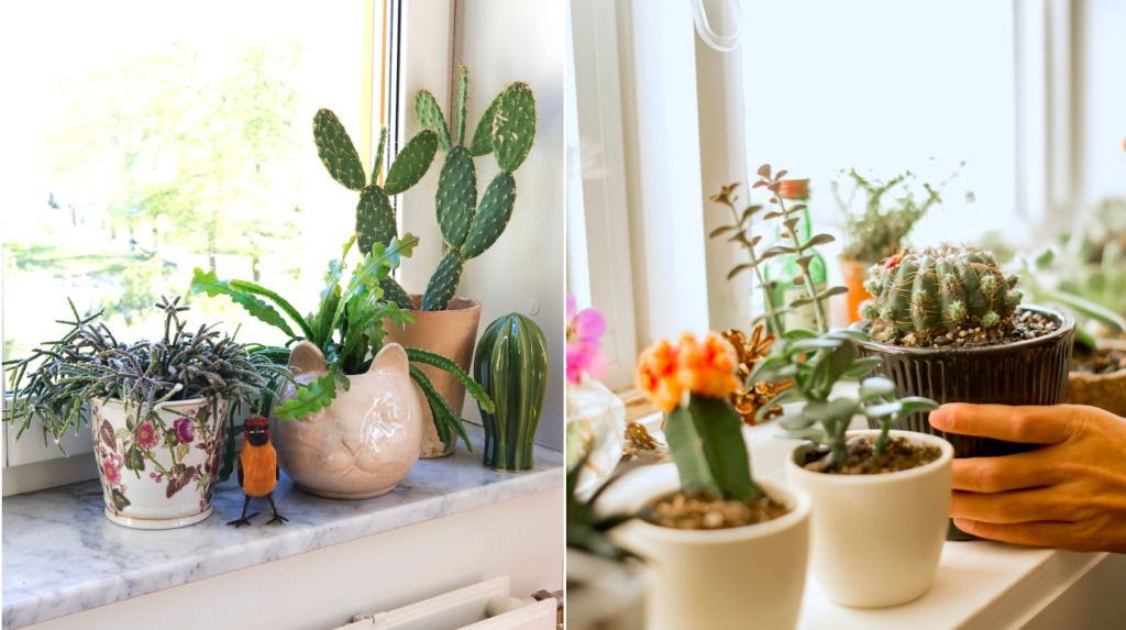 Bilden till vänster: Längst fram står en ullbärskaktus i blommig kruka. Bladkaktusen står i en kattkruka. Längst in står en opuntia. Foto: Monika Norrby, Getty Images (bilden till höger)