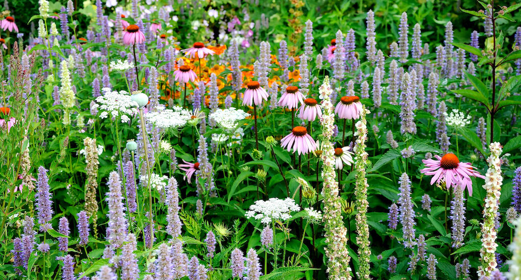 Kungsljus av olika slag är bra på att hoppa runt i trädgården och bli fler för varje år.