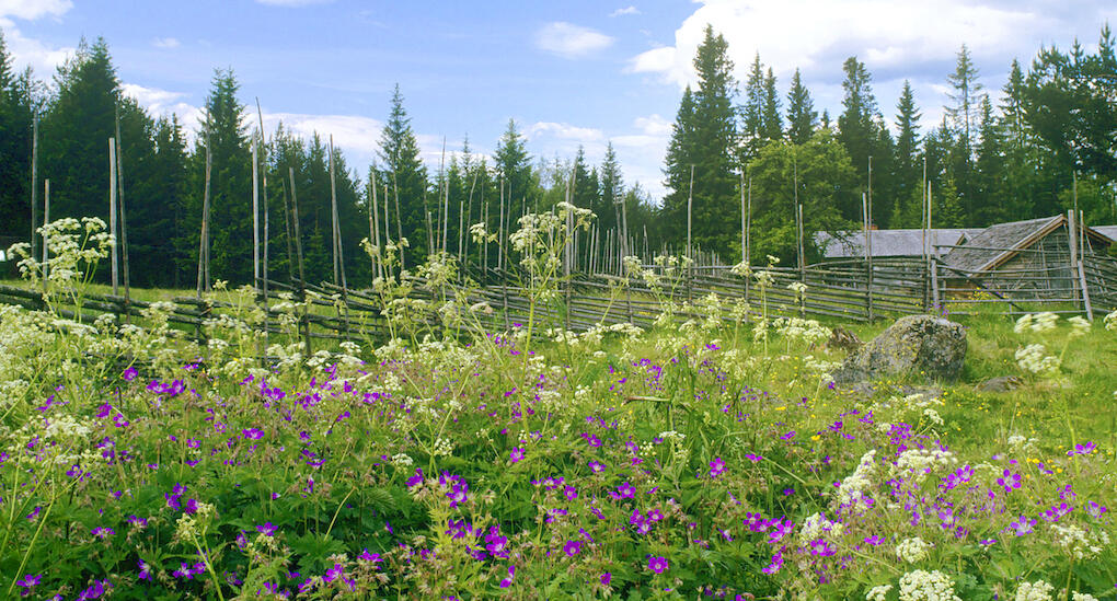 En vildäng är verkligen tacksam. Förutom att den blir vacker är det en verklig fjärilsmagnet. Foto: Eva Olsson