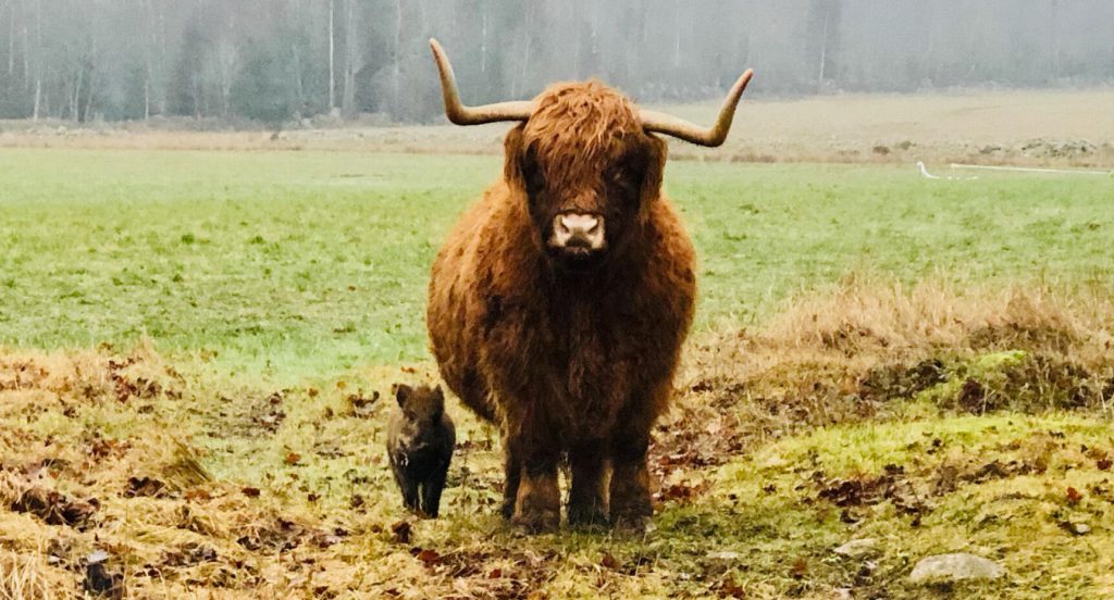 Vildsvinskultingen Pumba med nya mamman Maja.