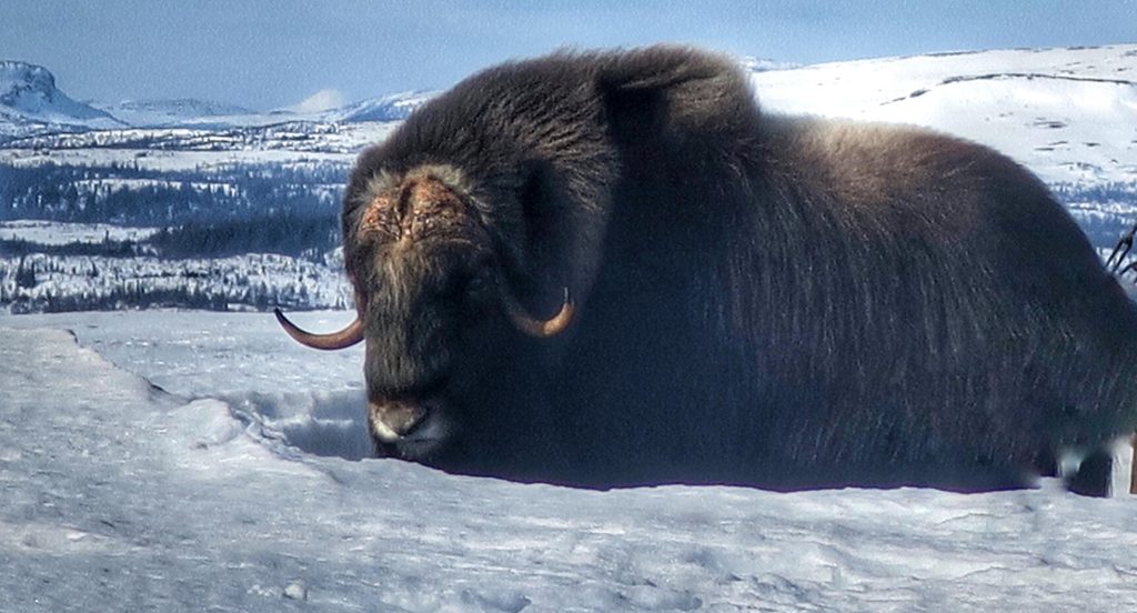 Myskoxen Brutus tillbaka i sin naturliga miljö. Foto: Bert-Ivan Mattsson
