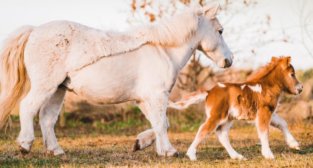 Shetlandsstoet Micki och hennes föl Magic Surprise. | Foto: Maria Karlsson