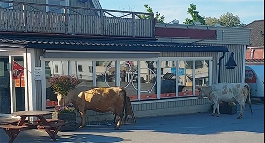 Det blev stopp i trafiken, men något kaos var det inte, säger Thoralf som tog bilden på kossorna.