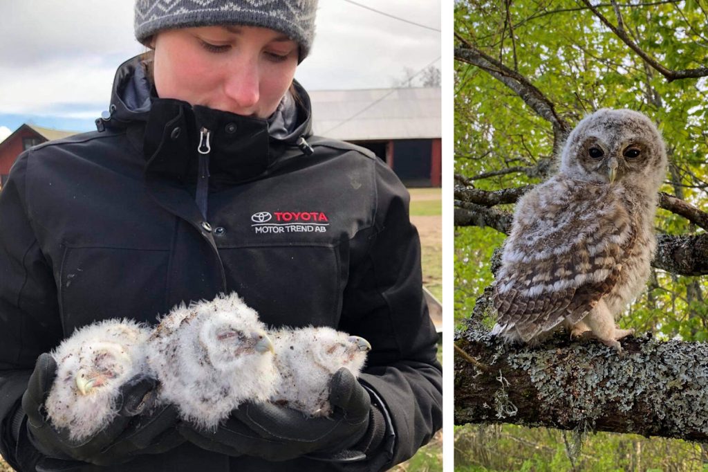 Josefine Gillstedt med de tre kattuggle-bebisarna. | Foto: Privat