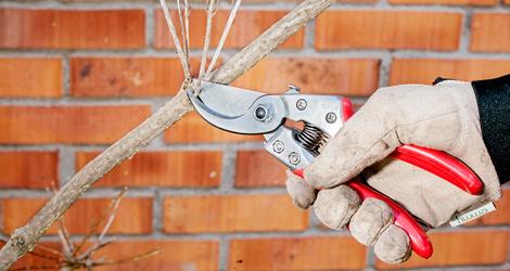 Det är viktigt att sekatören ligger bra i handen och att den gör rena, fina klipp. Foto: Ann Jonasson