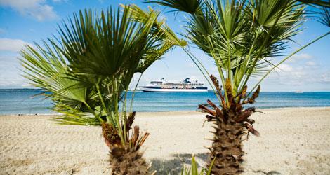 Palmer vid Tropical Beach, Helsingborg Foto: Anders Ebefeldt