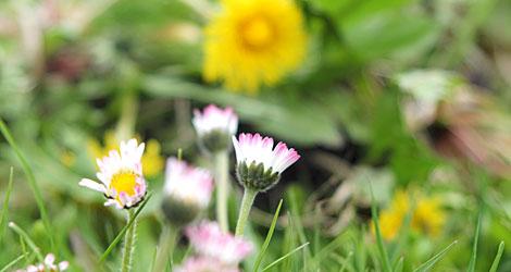 Vackra överlevare; tusensköna och maskrosor. Men i gräsmattan vill vi helst inte ha dem. Eller?