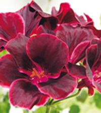 ”Lord Bute” är en stilig herre av engelsk typ, som skiftar i rosa och mörkt violett. Bästa sättet att få i gång blomningen är att placera ut på våren.Foto: Ann Lindberg