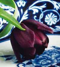 Njut av skönheten hos en enda blomma, som ’Purple prince’. Tulpaner finns i alla färger utom blått, grått och kolsvart – men visst är den här snubblande nära.