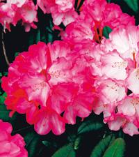 Stora mjuka volangkjolar i rosa tyll och siden draperar ’Fantastica’. Vissa sorter kan bli ett par meter höga. Härdig till zon 4–5.Foto: Bernt Svensson m fl