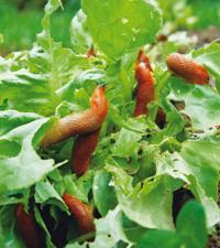 Mördarsniglarna tar över allt mer och är svåra att bli av med. Bästa sättet att bli av med dem är att plocka dem för hand och sedan ta död på dem. Foto: Istockphoto.com