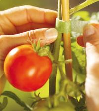 Juni. Bind upp klängväxter och tomater som börjat sätta fart.