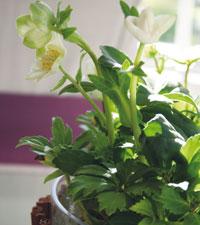Helleborus niger.Foto: Blomsterfrämjandet