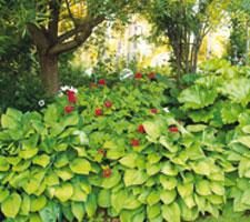 Med stora funkior hängande som draperier över kanten till gräsmattan blir det både propert och lättskött. Rabatten är anlagd direkt ovanpå befintlig mark, enkelt och snabbt.Foto: Dan Rosenholm