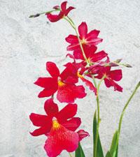 Rött är rätt till jul. Hybriden Burrageara ’Nelly Isler’ är inte kinkig. Den blommar när som helst under året utan viloperiod.Foto: Susanna Rosén