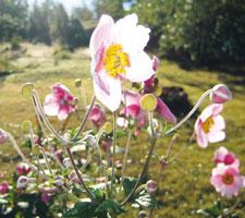 Höstanemonen är en skir skönhet i rabatten såväl som ensam i en vas inne på byrån.Foto: Anette Sievers