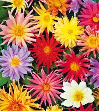 Efter Dahlians storhetstid ska knölarna upp ur jorden och förvaras torrt över vintern. Här sorten Showtime.