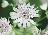 Stjärn-flockan trivs i perennrabatten.