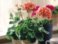 Populärast bland krukväxter är pelargonen. Foto: Christer Vallstrand