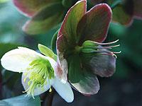 Den brittiske växtförädlaren Eric Smith har gett namn åt den läckra "Helleborus x ericsmithii" som skiftar i vitt och rosa.Foto: Annika Christensen