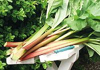 Ansa stjälkarna efter skörd. Bladen skärs av och hamnar på komposten.Foto: Annika Christensen