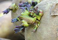 Om sättpotatisen läggs ljust och svalt några veckor växer groddarna ut.Foto: Annika Christensen