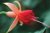 ’Major Heapy’ är stram och korrekt, nästan lite maskulin i framtoningen…