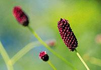 Blodtopp, Sanguisorba officinalis, användes förr i tiden för att stoppa blödningar och rena blod.