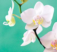 Brudorkidéer, Phalaenopsis hybrid, är riktiga långblommare.