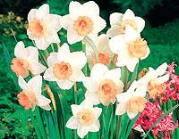 Stjärnnarciss ‘Salome’. Storkronig narciss med vita kronblad och laxrosa krona. Salome blommar i maj och blir 45 cm hög. Färgen framhävs om den planteras med andra lägre växter i samma nyans. Hammenhög.