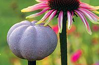När trädgårdens blomning är över står blomstöden med små stengodspumpor kvar och pryder rabatterna.Foto: Annika Christensen