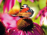 Röd rudbeckia får påhälsning av en av sommarens flyktiga gäster.