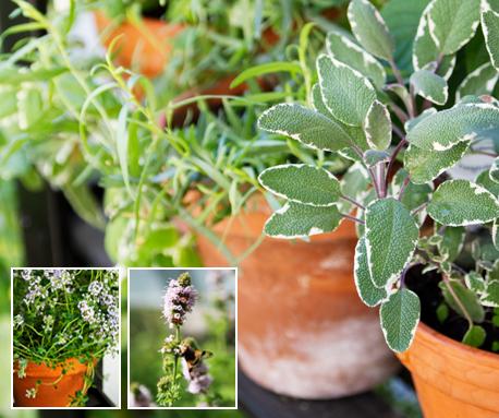 Odla själv! Njut av din egen kryddhylla med färska kryddor och örter. Här syns bland annat dragon, kryddsalvia, krusmynta och blommande citrontimjan. Foto: Camilla Arvidsson