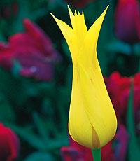 Gula ”Westpoint” är en modern liljeblommande tulpan.Foto: Annika Christensen