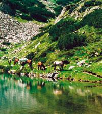 Över frodiga alpängar och upp på karga berg går vandringen i världsarvsområdet Pirin i sydvästra Bulgarien. Vid en gnistrande klar sjö betar en flock hästar och vi tar rast en stund.
