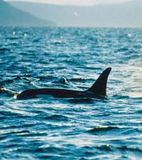 På i genomsnitt varannan tur finns chansen att se späckhuggare.Foto: Roger Schederin