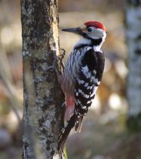Vitryggig Hackspett.Foto: Fredrik Wilde