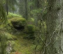 Verles gammelskog. Foto: Jukka Lausmaa