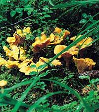 Steffes kantarellmacka