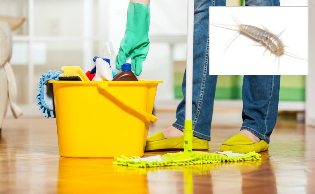 En stor fördel med storstädning är att skadedjur inte trivs lika bra. Här är en silverfisk. Foto: iStock