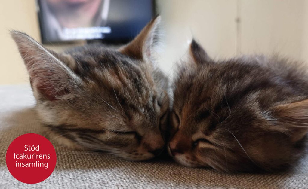 Lilla Lisky fick flytta in hos en fodermamma som hade en jämnårig kattunge. Andra hemlösa kattungar har inte samma tur. Foto: Djurskyddet Skellefteå