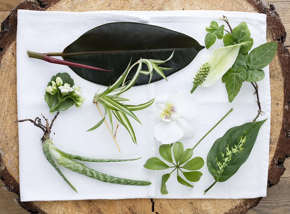 Många vackra krukväxter har luftrenande förmågor, exempelvis murgröna, silverkalla, fredskalla, paraplyaralia, brukorkidé, fönsterfikus, ampellilja, våreld och Aloe vera.